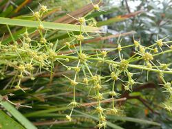 Lomandra hystrix PA191155 02.jpg