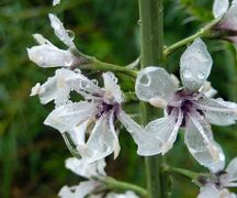 Lysimachia ephemerum. Pirineo Aragonés.jpg