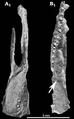 Mangrullo Formation mesosaurid palate.jpg