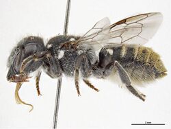 Megachile eucalypti f.jpg