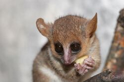 Microcebus murinus -Artis Zoo, Amsterdam, Netherlands-8c.jpg