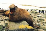 Brown seal