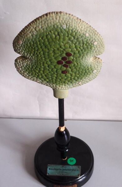 File:Modell von Marchantia polymorpha, Brutknospe -Brendel Nr. 148-.jpg