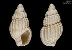 Nassarius pumilio (MNHN-IM-2000-6704).jpeg