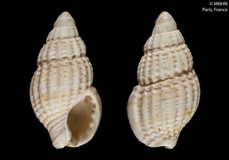 File:Nassarius pumilio (MNHN-IM-2000-6704).jpeg