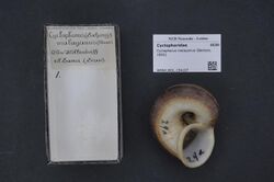 Naturalis Biodiversity Center - RMNH.MOL.154107 - Cyclophorus malayanus (Benson, 1852) - Cyclophoridae - Mollusc shell.jpeg