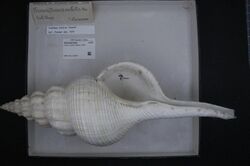 Naturalis Biodiversity Center - RMNH.MOL.209007 - Fusinus nobilis (Reeve, 1847) - Fasciolariidae - Mollusc shell.jpeg