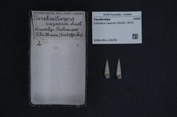 Naturalis Biodiversity Center - RMNH.MOL.226256 - Euterebra capensis (Smith, 1873) - Terebridae - Mollusc shell.jpeg