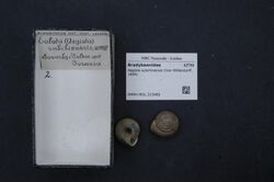 Naturalis Biodiversity Center - RMNH.MOL.313486 - Aegista subchinensis (Von Moellendorff, 1884) - Bradybaenidae - Mollusc shell.jpeg