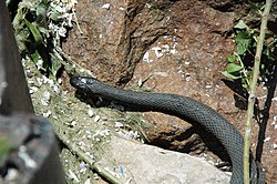 Nerodia sipedon insularum (Lake Erie water snake) (South Bass Island, Lake Erie, Ohio, USA) 3.jpg