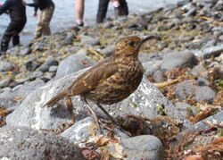 A small thrush stands on a beach with a party of researchers landing on boats behind