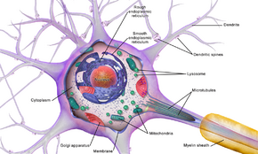 Neuron Cell Body.png