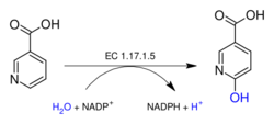 Nicotinate dehydrogenase.svg