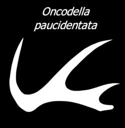 Oncodella paucidentata.png
