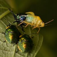 A jewel bug emerging from its old exoskeleton while two nymphs look on in the foreground.