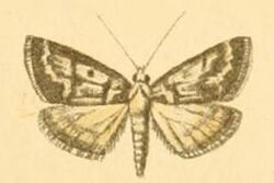Palepicorsia ustrinalis.JPG