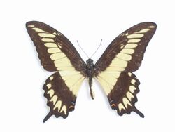 Papilio ornythion Boisduval, 1836 Male.JPG