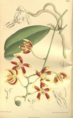 Phalaenopsis kunstleri.jpg