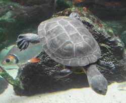 Phrynops geoffroanus - Zoo Frankfurt.jpg