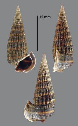 Pirenella microptera (MNHN-IM-2009-2999).jpeg