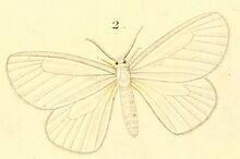 Pl.12-02-Collenettema crocipes(Boisduval, 1833).jpg