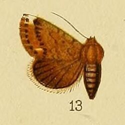 Pl.152-13-Eublemma apicata Distant, 1898.JPG