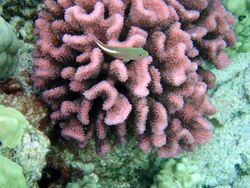Pocillopora meandrina with a resident fish.jpg