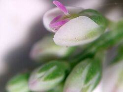 Polygala verticillata (1017749992).jpg