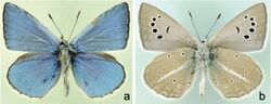 Polyommatus poseidon male upperside (left) and underside (right).jpg