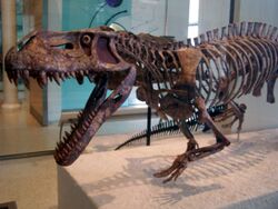 Prestosuchus skeleton AMNH.jpg