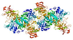 Protein OXCT1 PDB 1m3e.png