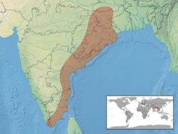 Psammophilus dorsalis distribution.png