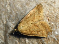 Psammotis pulveralis (40134713194).jpg