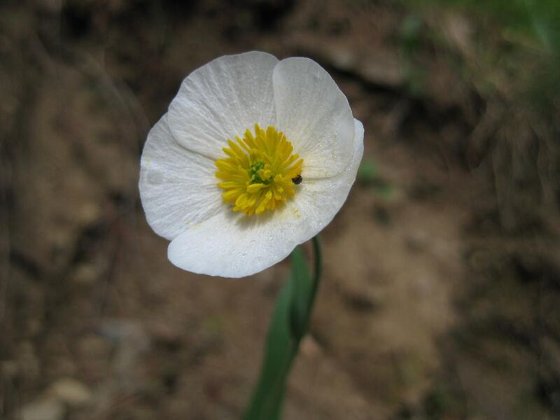 File:Ranunculus amplexicaulis.2 IMG 2013.jpg