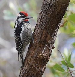 Red-naped Sapsucker (33214043974).jpg