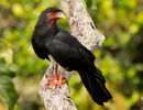 Red-throated Caracara.jpg