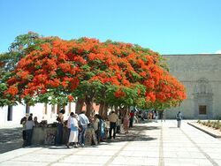 RoyalPoinciana.jpg