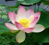 Sacred lotus Nelumbo nucifera.jpg