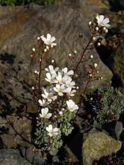 Saxifraga cochlearis 'Probynii' 1.JPG