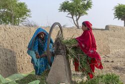 Semi-nomadic Cholistani women are cutting and preparing fodder for animals.jpg