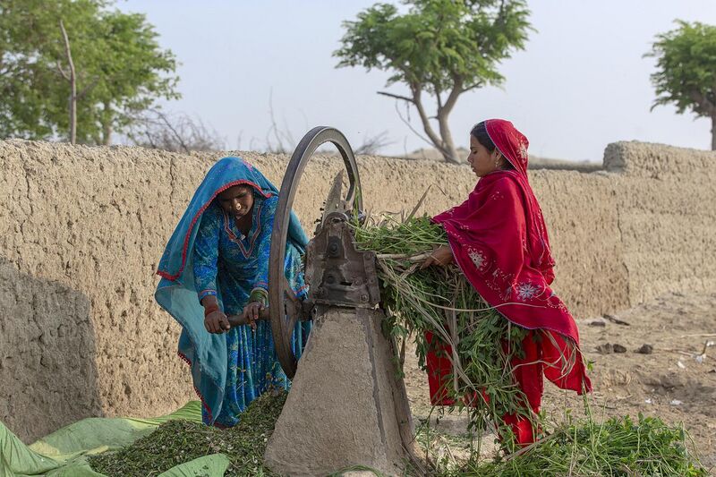 File:Semi-nomadic Cholistani women are cutting and preparing fodder for animals.jpg