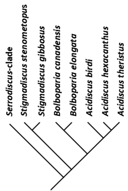 Stigmadiscus cladogram.png