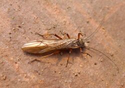 Stonefly. (Perlodes mortoni, Orange-striped Stonefly^ ) - Flickr - gailhampshire (1).jpg