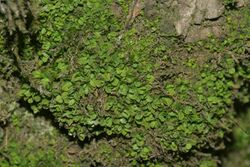 Syntrichia latifolia (a, 144721-481013) 4539.JPG