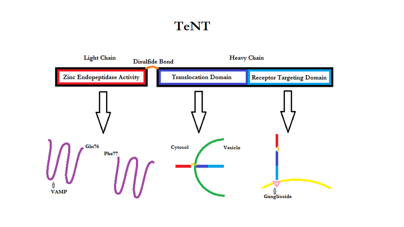 File:Tetanus Neurotoxin.png