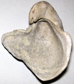 Texigryphaea mucronata (fossil oyster) (Walnut Formation, Lower Cretaceous; Bell County, Texas, USA) 3.jpg