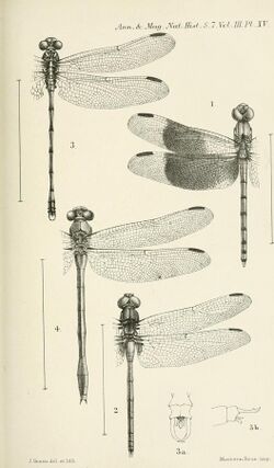 The annals and magazine of natural history - zoology, botany, and geology (1838) (14780999181).jpg