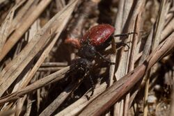 blister beetle tricrania parasitizes colletes nest