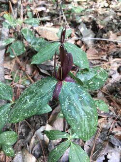 Trillium gracile in bloom.jpg