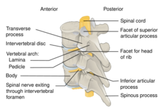 Vertebra Posterolateral-en.svg